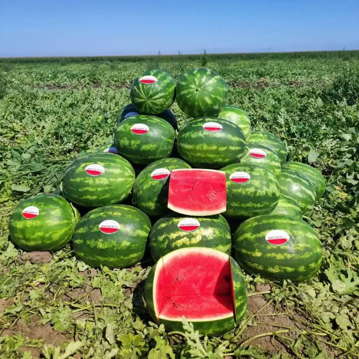Aşılı Anthem F1 Karpuz Fidesi