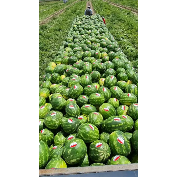 Aşılı Anthem F1 Karpuz Fidesi