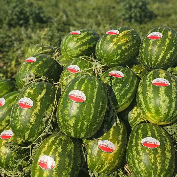 Aşılı Anthem F1 Karpuz Fidesi