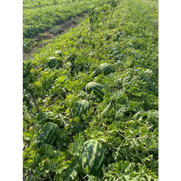 Aşılı Anthem F1 Karpuz Fidesi