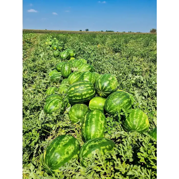 Aşılı Anthem F1 Karpuz Fidesi