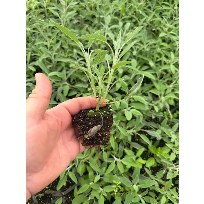 Adaçayı Fidesi 48 Adet