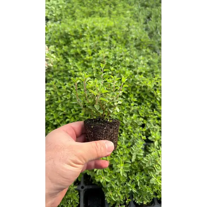 Mercan Köşk Fidesi 48 Adet