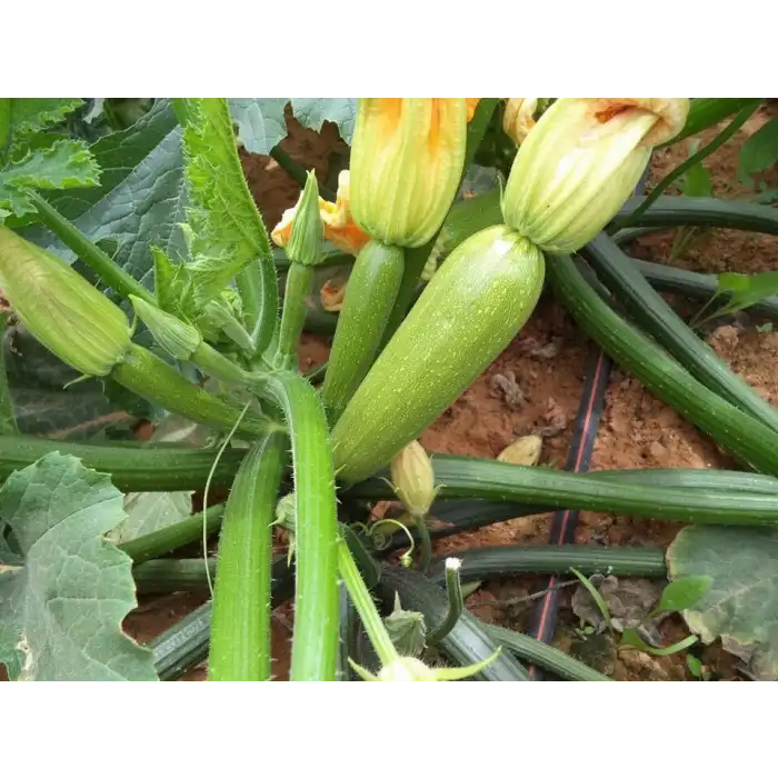 Şahika F1 Kabak Fidesi