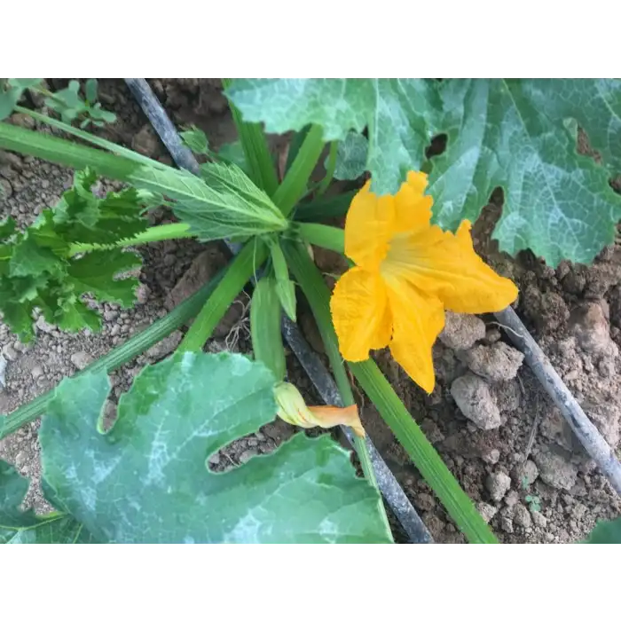 Şahika F1 Kabak Fidesi