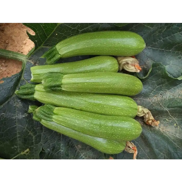 Şahika F1 Kabak Fidesi