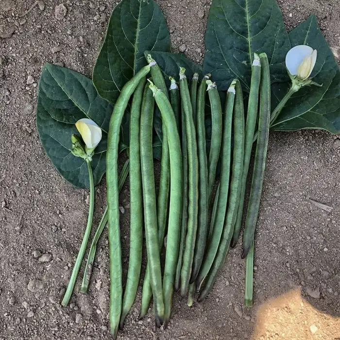 Karagöz Börülce Tohumu