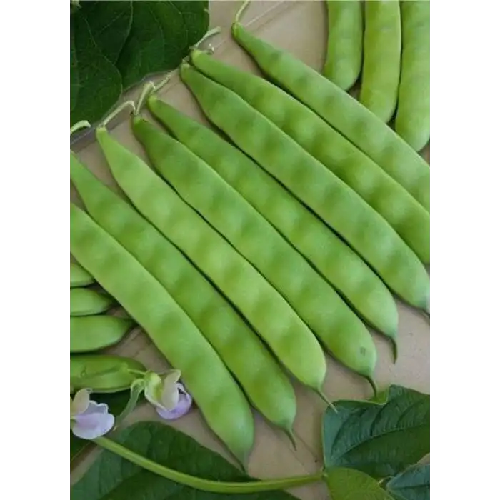 Sarıkız Oturak Fasulye Tohumu