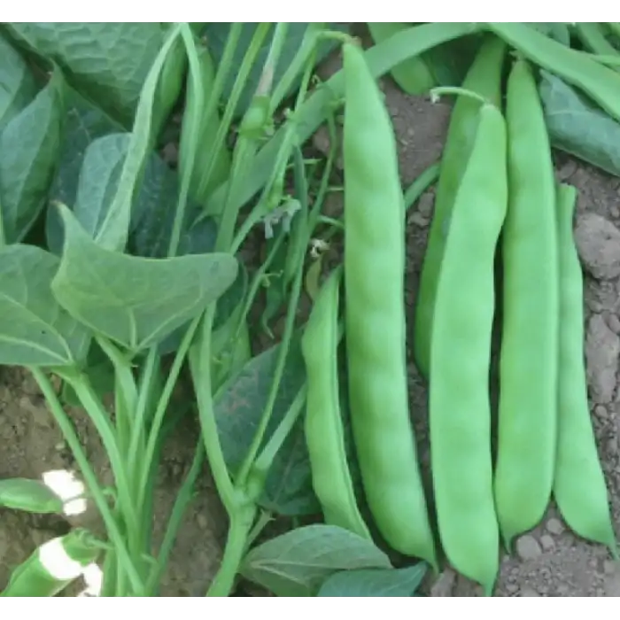 Boncuk 34 (Özayşe) Sırık Fasulye Tohumu