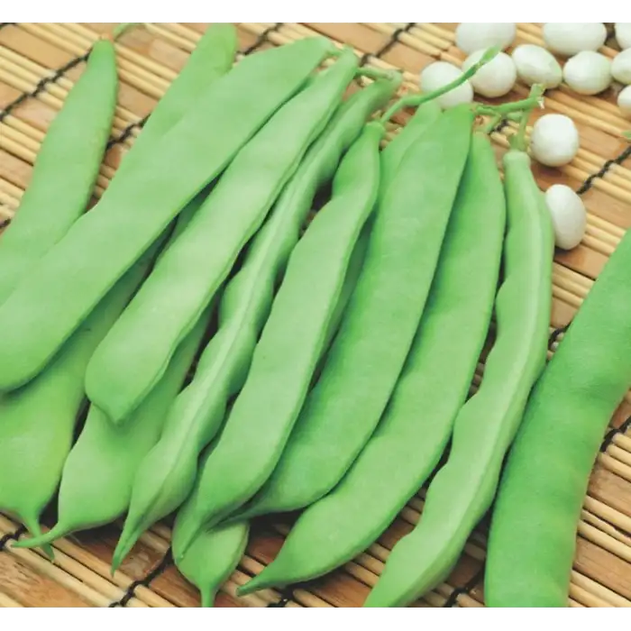 Boncuk 34 (Özayşe) Sırık Fasulye Tohumu