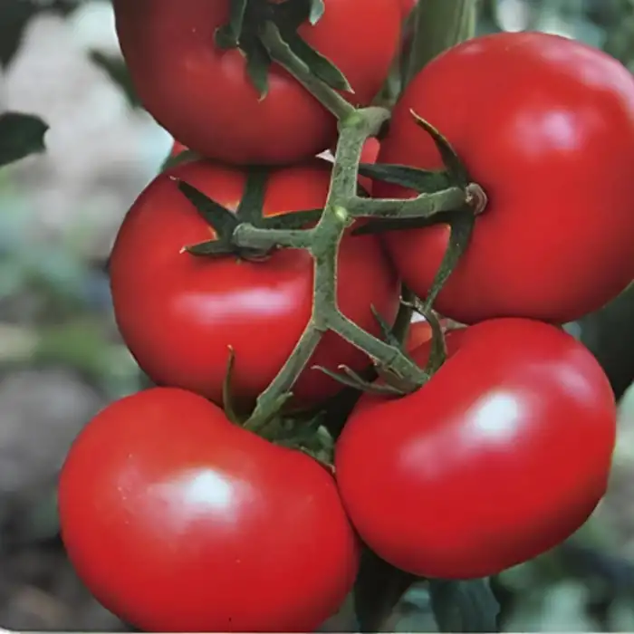 Serenay F1 Sırık İri Tane Domates Fidesi