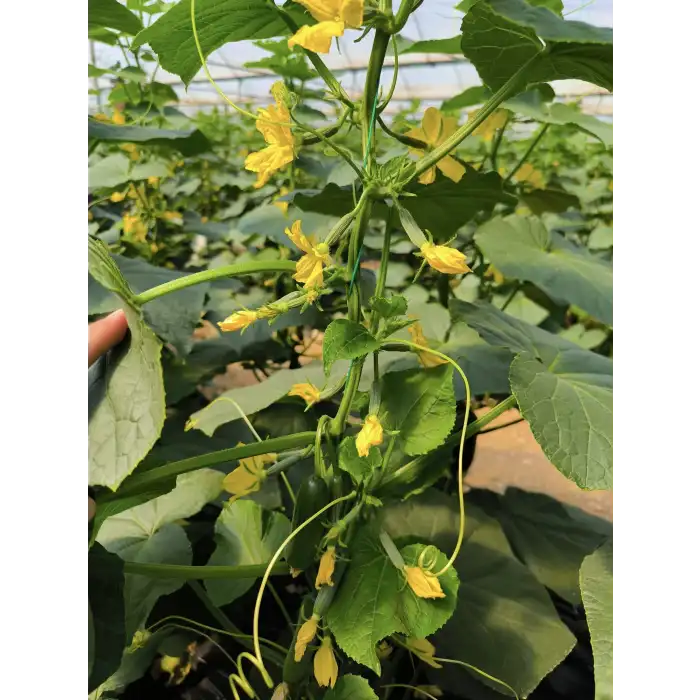 Aşılı Cesur F1 Silor Hıyar Fidesi