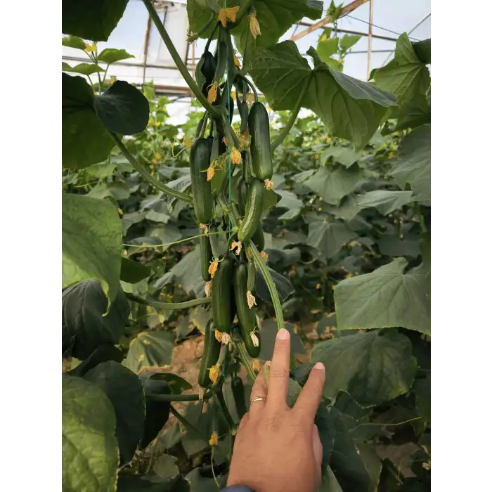 Aşılı Cesur F1 Silor Hıyar Fidesi