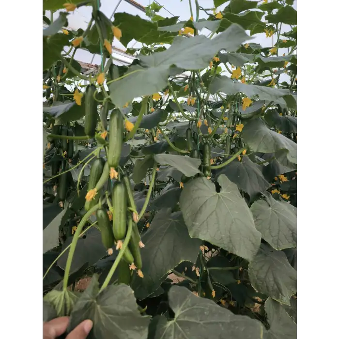 Aşılı Cesur F1 Silor Hıyar Fidesi