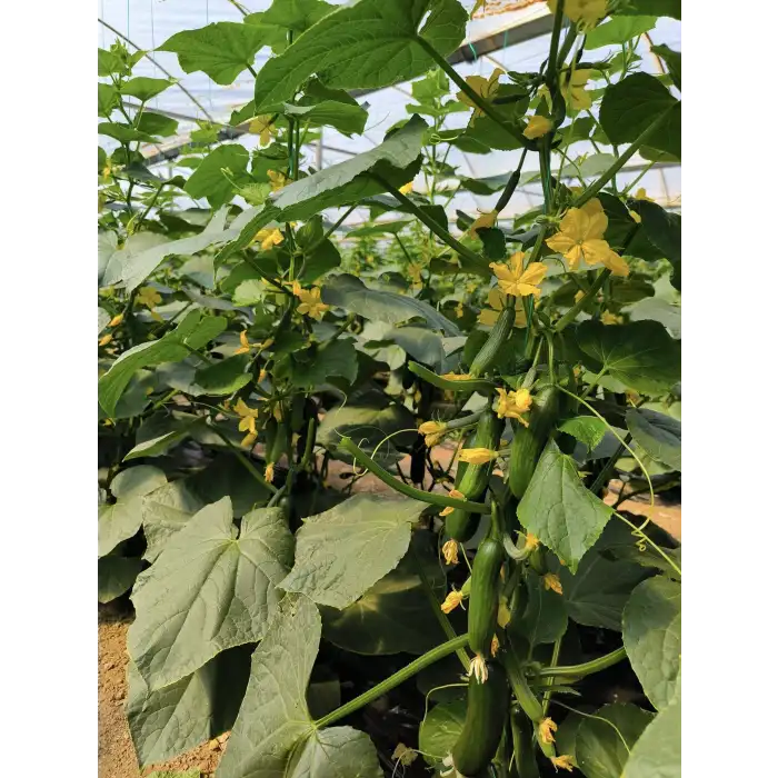 Aşılı Cesur F1 Silor Hıyar Fidesi