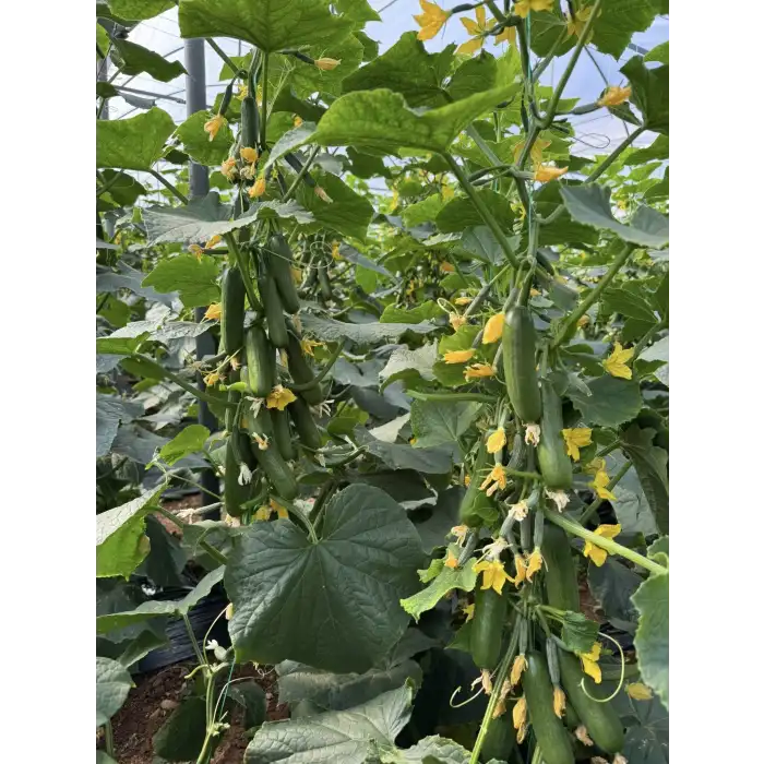 Aşılı Cesur F1 Silor Hıyar Fidesi