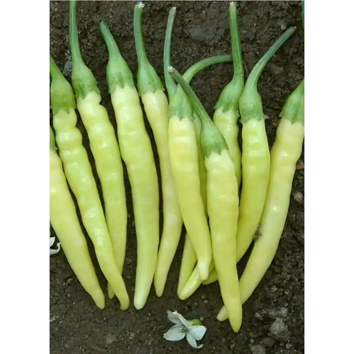 Sarı Stone Cin Biberi Fidesi