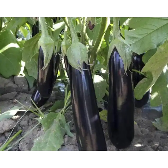 A117 F1 Patlıcan Tohumu 1000 Adet