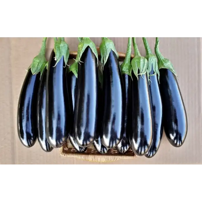 A117 F1 Patlıcan Tohumu 1000 Adet