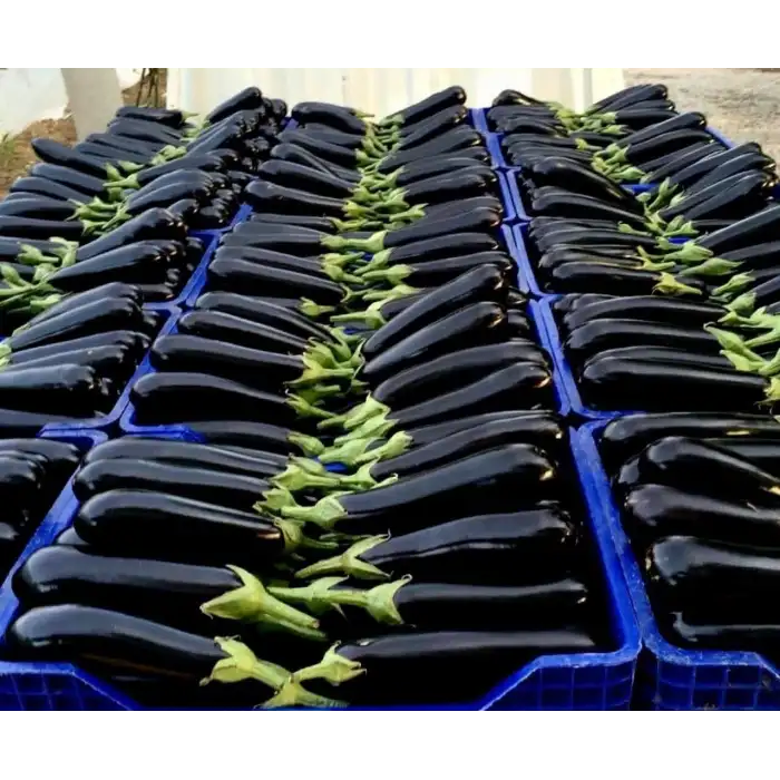 Afrodit F1 Patlıcan Fidesi