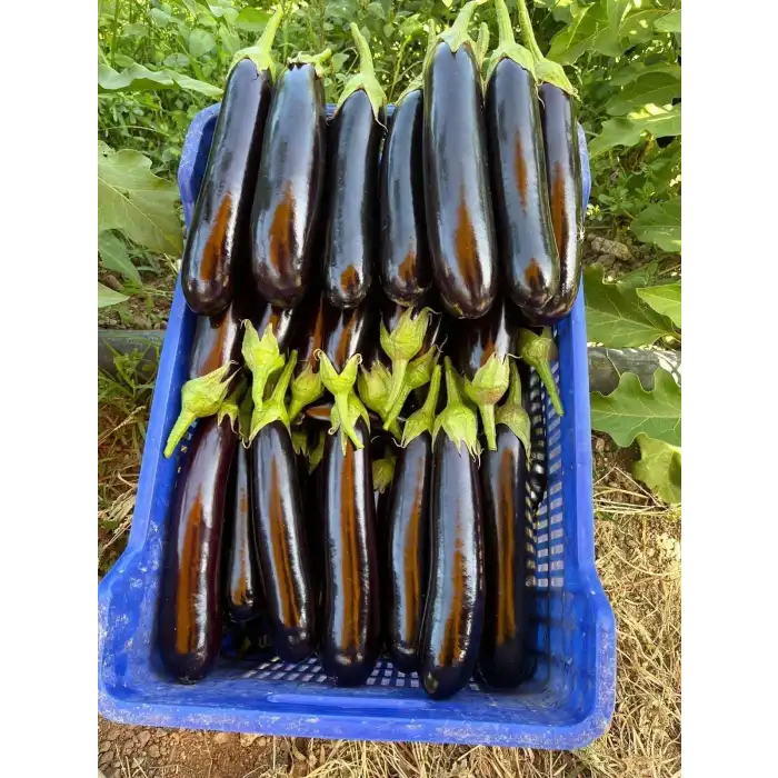 Afrodit F1 Patlıcan Fidesi