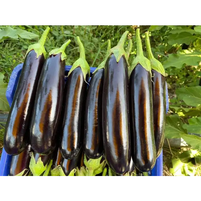 Afrodit F1 Patlıcan Fidesi