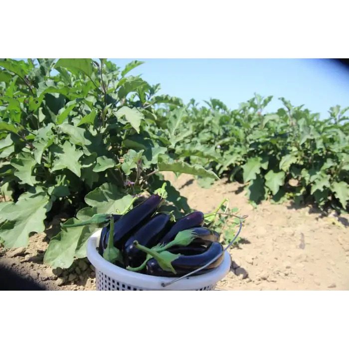 Afrodit F1 Patlıcan Fidesi