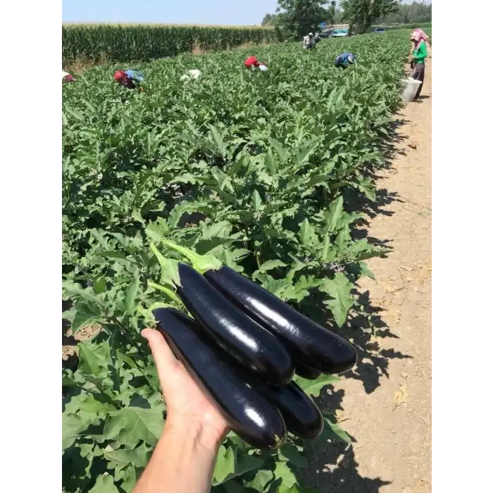 Afrodit F1 Patlıcan Fidesi