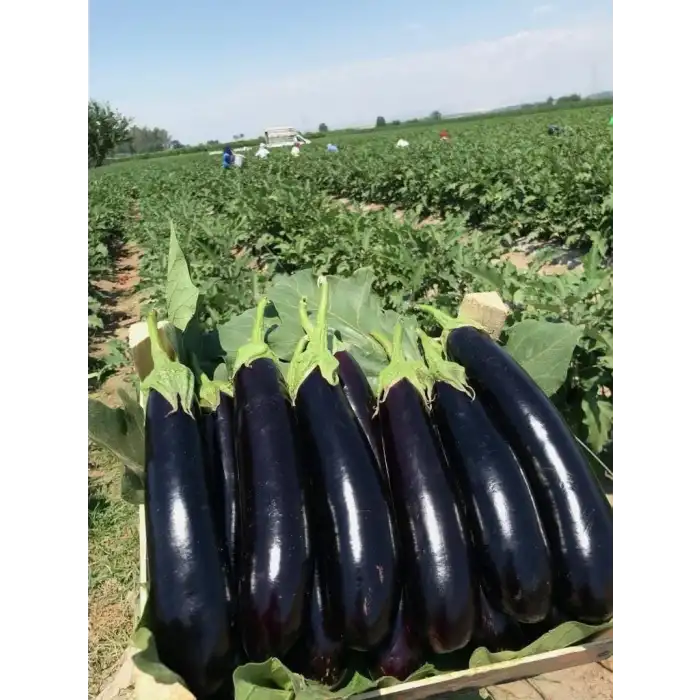 Afrodit F1 Patlıcan Fidesi