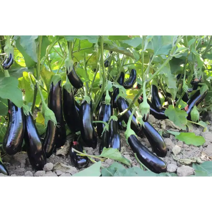 Afrodit F1 Patlıcan Fidesi