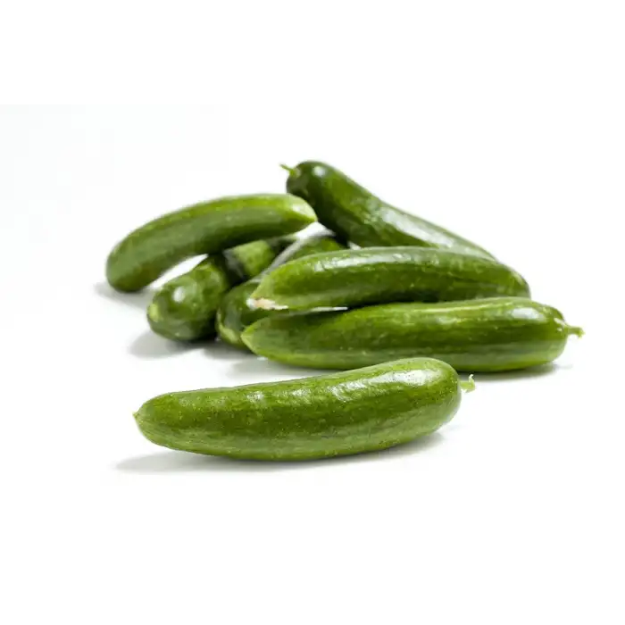 Altay F1 Oturak Hıyar Fidesi