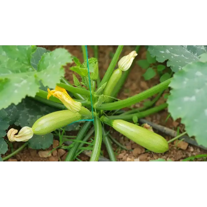 Amalthee F1 Kabak Fidesi