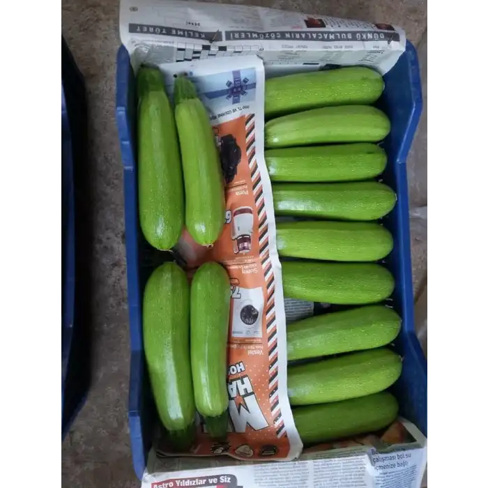 Amalthee F1 Kabak Fidesi