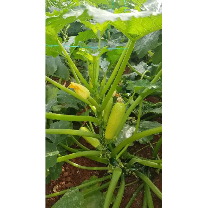 Amalthee F1 Kabak Fidesi