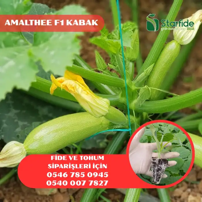 Amalthee F1 Kabak Fidesi