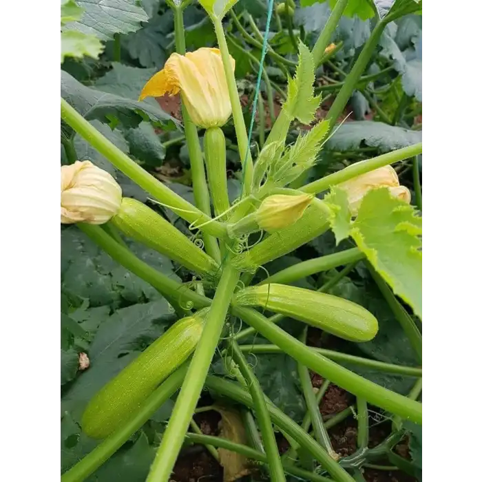 Amalthee F1 Kabak Fidesi