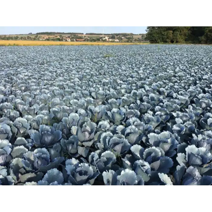 Amatis F1 Kırmızı Lahana Fidesi