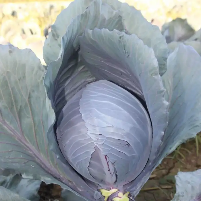 Amatis F1 Kırmızı Lahana Fidesi