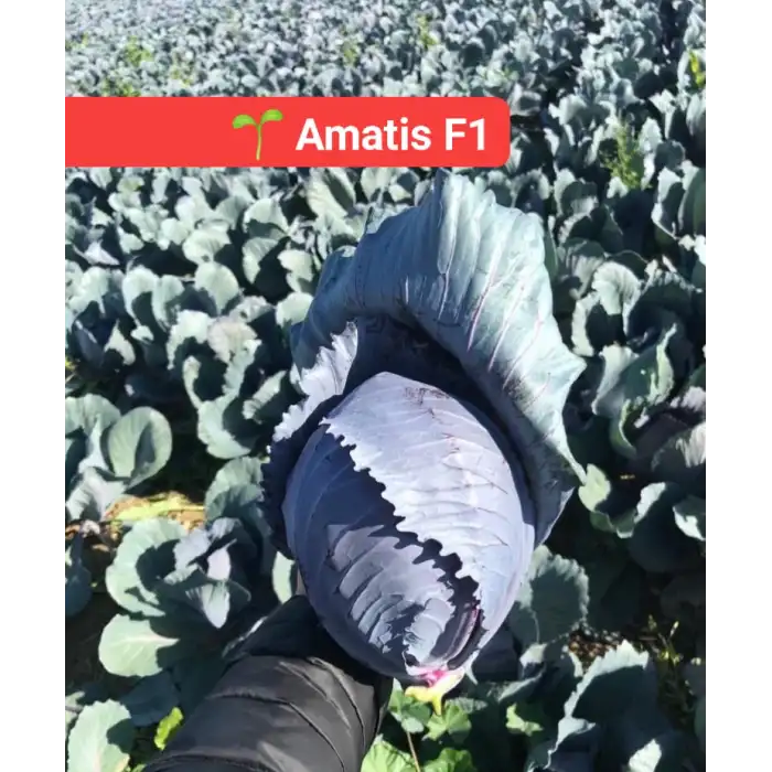 Amatis F1 Kırmızı Lahana Fidesi