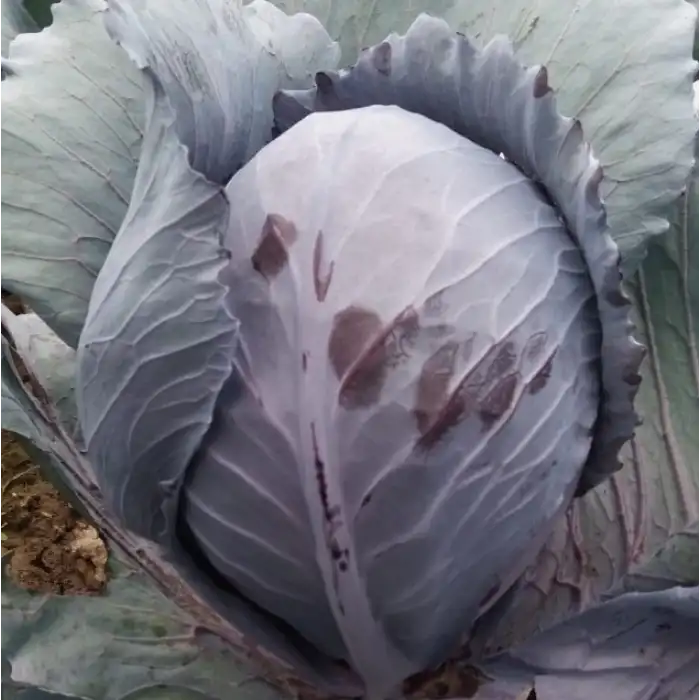 Amatis F1 Kırmızı Lahana Fidesi