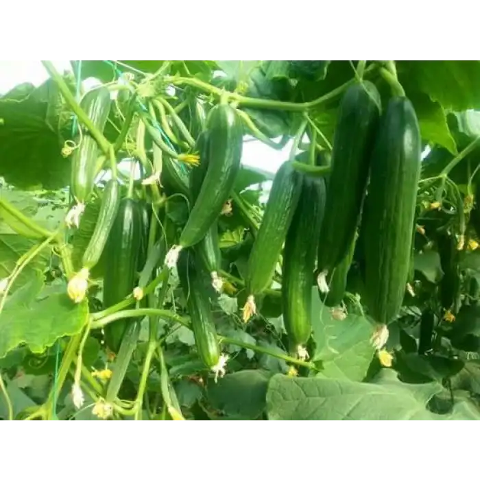 Amisos F1 Multi Hıyar Fidesi