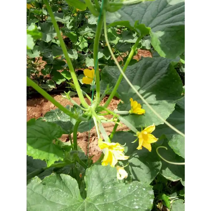 Amisos F1 Multi Hıyar Fidesi