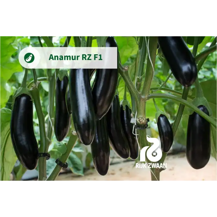 Anamur Rz F1 Patlıcan Tohumu 1000 Adet