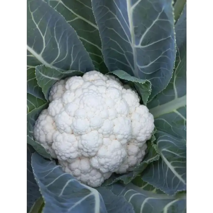 Andromeda F1 Karnabahar Fidesi