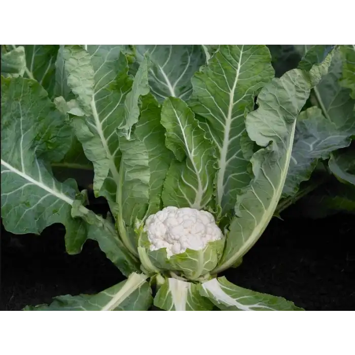 Andromeda F1 Karnabahar Tohumu 2.500 Adet