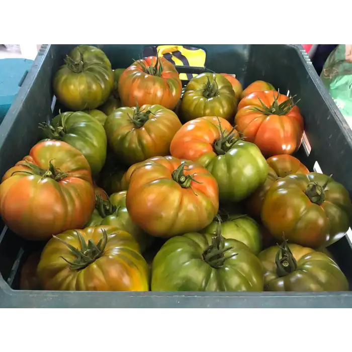 Arvallı (ND-58) F1 Köy Domates Fidesi