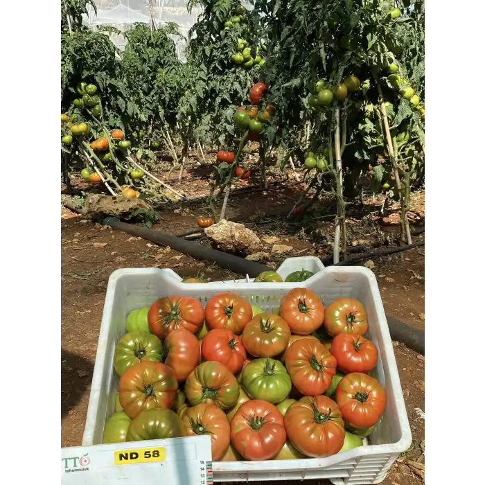 Arvallı (ND-58) F1 Köy Domates Fidesi