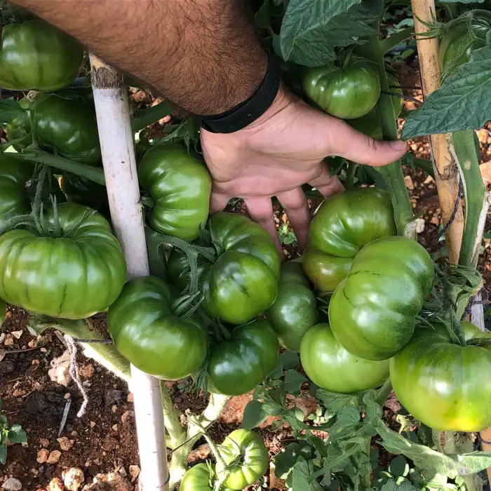 Arvallı (ND-58) F1 Köy Domates Fidesi