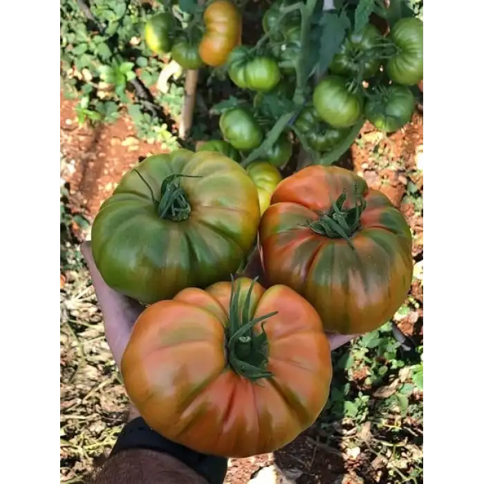 Arvallı (ND-58) F1 Köy Domates Fidesi