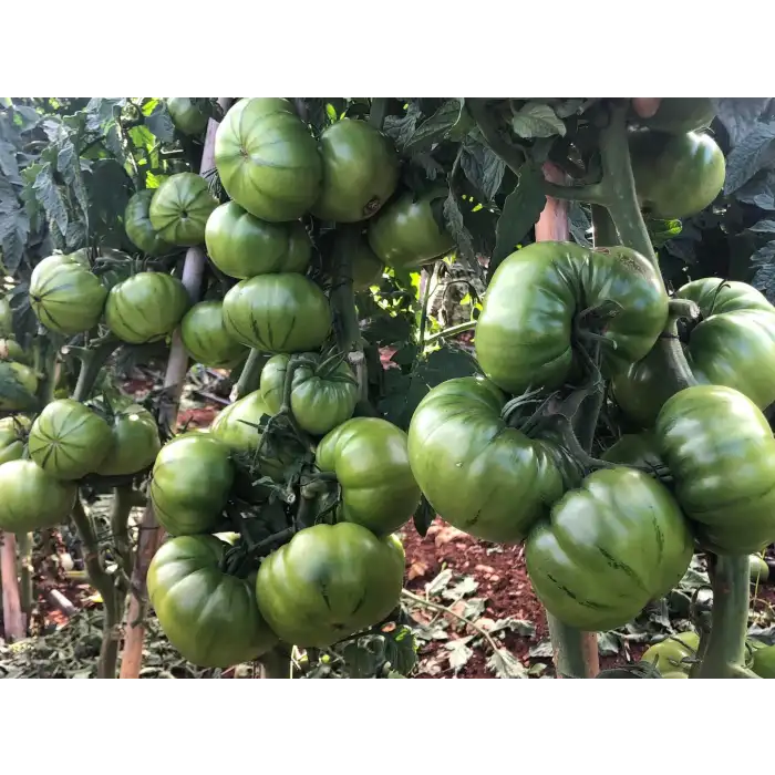 Arvallı (ND-58) F1 Köy Domates Fidesi